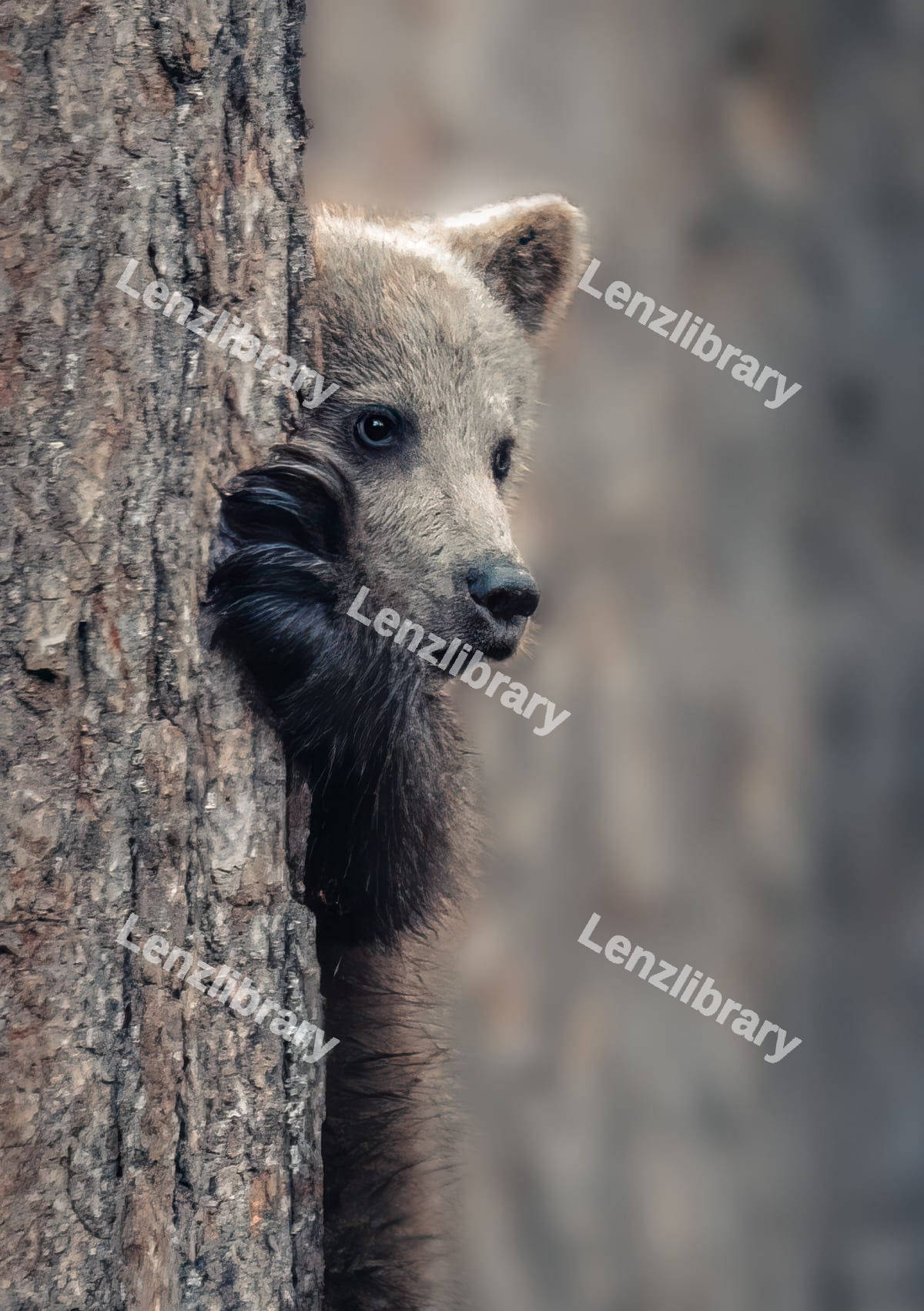 Grizzly Bear hiding in the grass